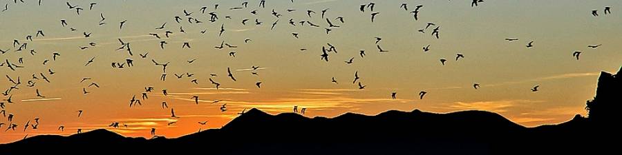 [BANNER Orient Mine Bats at Sunset]