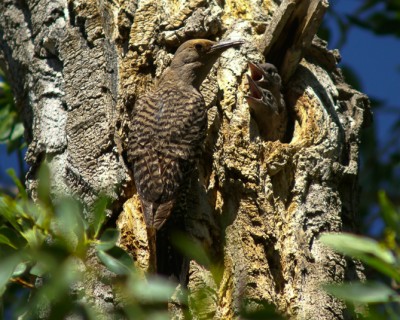 Bird Watching Workshop: May 20th - 21st